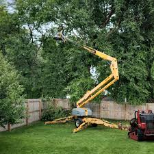 Professional Tree Removal in Chiefland, FL