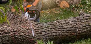 Best Tree Maintenance Programs  in Chieand, FL