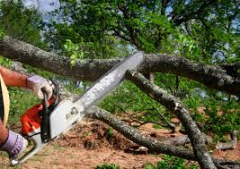 Best Tree Disease Treatment  in Chieand, FL