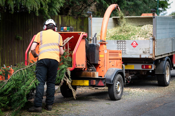 Best Tree Cabling and Bracing  in Chieand, FL