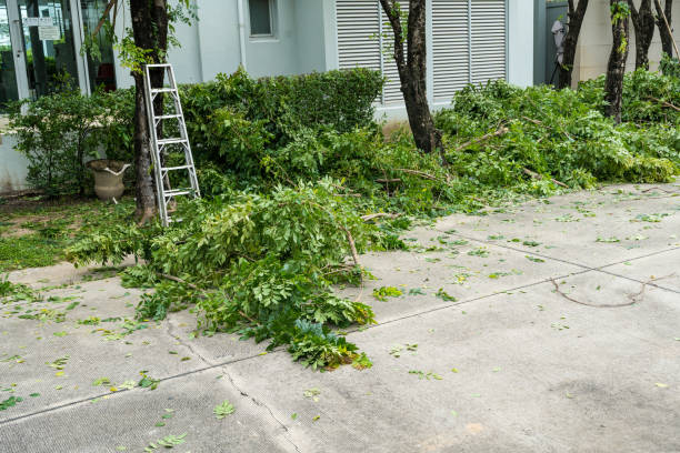 How Our Tree Care Process Works  in  Chiefland, FL