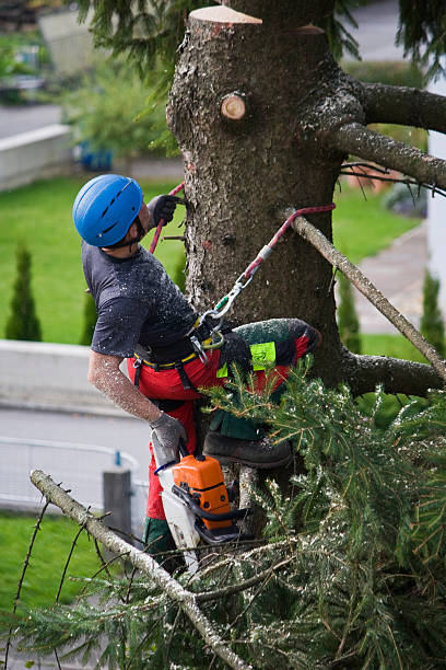 Best Utility Line Clearance  in Chieand, FL