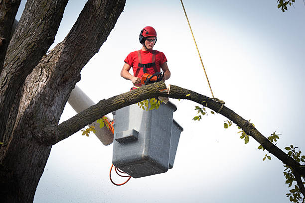 Best Tree Cabling and Bracing  in Chieand, FL