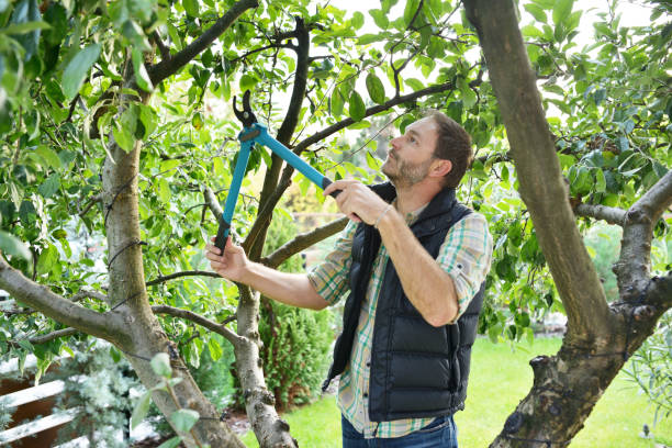 Best Hedge Trimming  in Chieand, FL